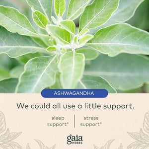 Gaia Herbs Sleepthru - Natural Sleep Support Supplement with Organic Ashwagandha Root, Organic Magnolia Bark, Passionflower, and Jujube Date - 120 Vegan Liquid Phyto-Capsules (60-Day Supply)