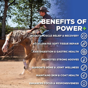Power+ Horse Supplement (620G/1.36Lbs - 100 Servings) - 9 Equine Amino Acids plus Probiotics for Horses - No Added Sugar, No Soy, No Fillers - Horse Joint Support Supplement