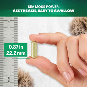 Sea Moss 7000Mg Black Seed Oil 4000Mg Ashwagandha 2000Mg Turmeric 2000Mg Bladderwrack 2000Mg Burdock 2000Mg & Ginger Vitamin C Vitamin D3 with Elderberry Manuka Dandelion Yellow Dock Chlorophyll ACV