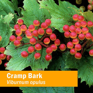 Herb Pharm Cramp Bark Extract for Musculoskeletal Support - 1 Ounce (DCRAMP01)