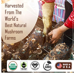 La Republica Organic Mushroom Coffee (35 Servings) Full-Fruiting Bodies No Mycilium, Arabica W/Lion'S Mane, Reishi, Chaga, Cordyceps, Shiitake, Maitake, and Turkey Tail