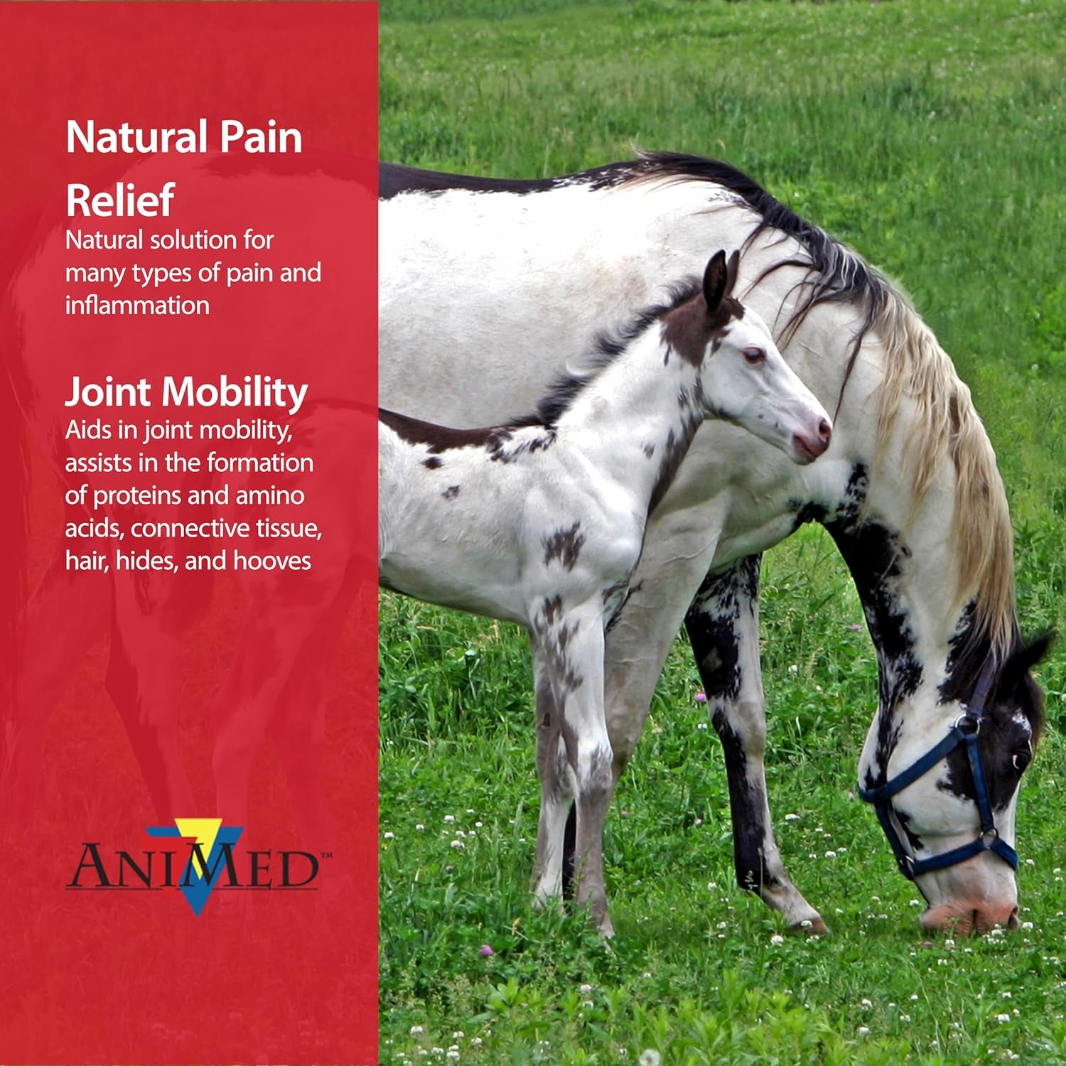 Animed Pure MSM Supplement for Horses, 1-Pound…