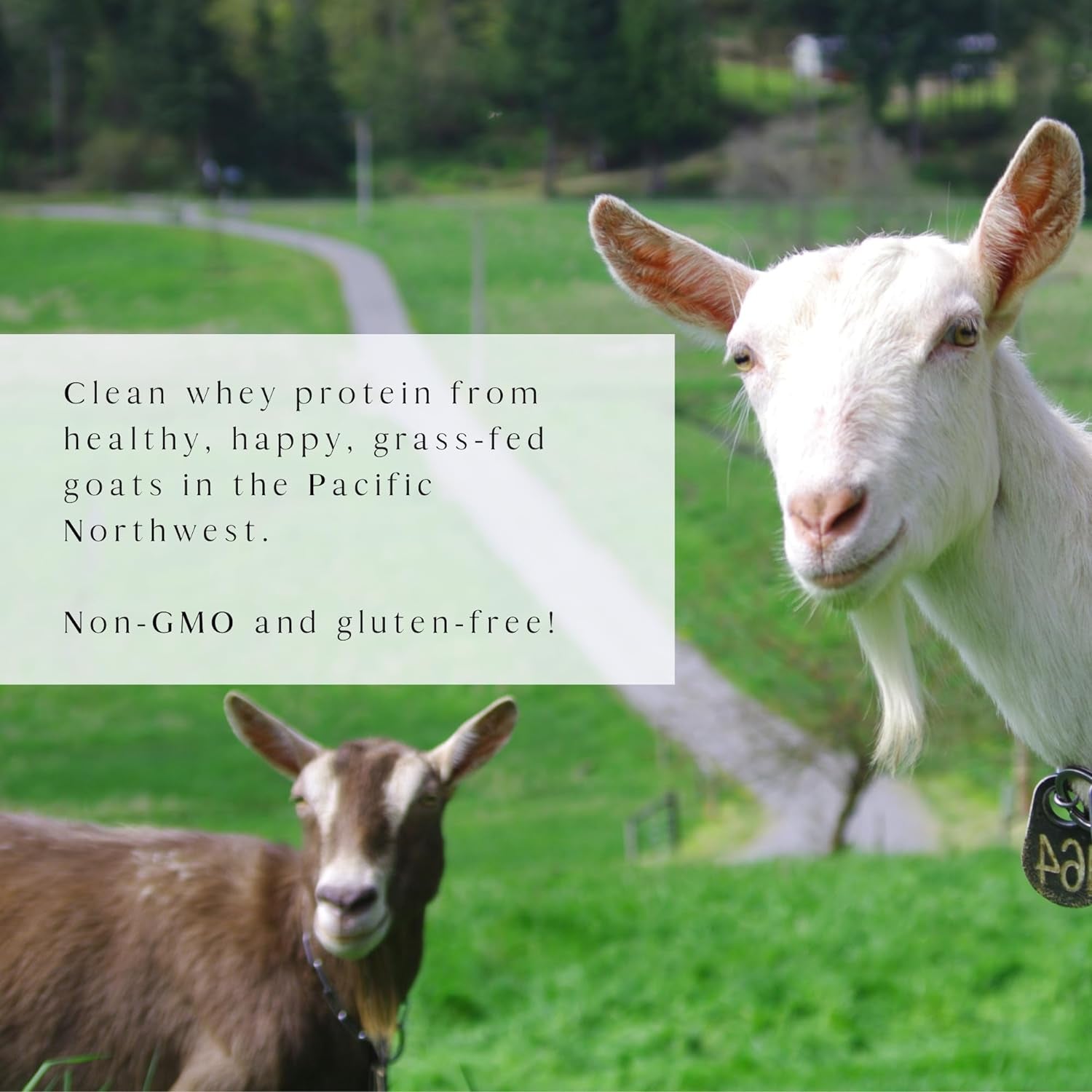 Mt. Capra Goat Whey Protein | Grass-Fed Undenatured Whey Protein Powder from Pastured Goats, High in Branch Chain Amino Acids, Natural Vanilla - 1 Pound 