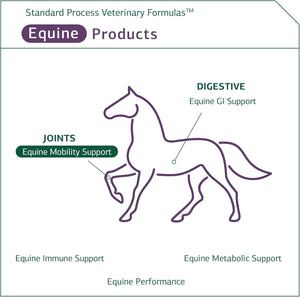 Standard Process Equine Mobility Support - Whole Food Horse Supplies for Antioxidant, Flexibility and Joint Support - Joint Supplement with Ginger Root, Glucosamine Sulfate, Chondroitin Sulfate - 40Oz