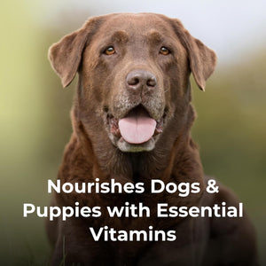 Petag Dyne PRO HG Healthy Gut for Dogs & Puppies 8 Weeks & Older - 32 Oz - High Calorie Liquid Nutritional Supplement with Pre- & Post-Biotics - Supports Endurance & Gut Health - Sweet Vanilla Flavor 