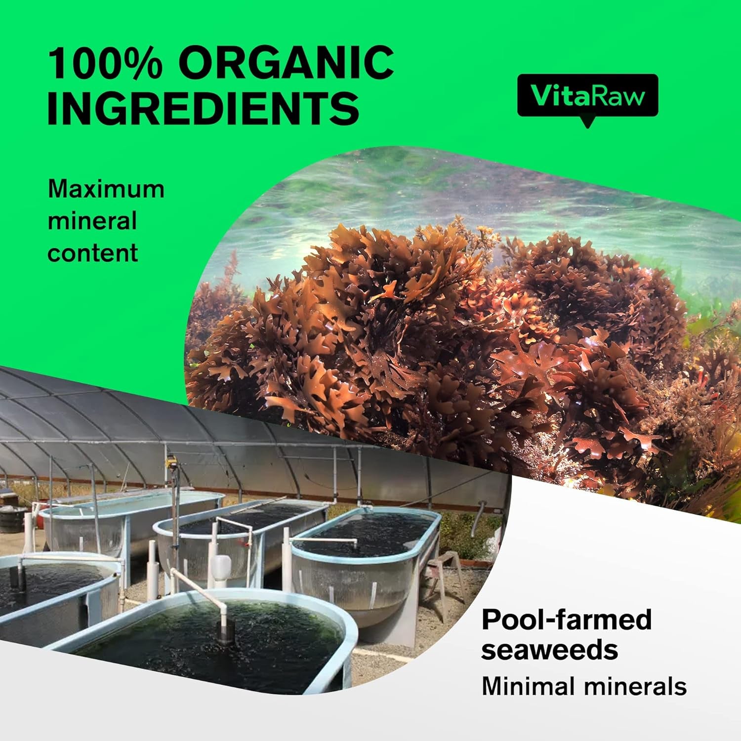 Organic Irish Sea Moss Capsules 2400 Mg - Burdock Root and Bladderwrack Powder Real Seamoss Pills for Immune Support, Joint and Gut Health Help - Raw Sea Moss Advanced Herbal Supplement - USA Made 