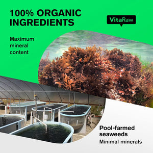 Organic Irish Sea Moss Capsules 2400 Mg - Burdock Root and Bladderwrack Powder Real Seamoss Pills for Immune Support, Joint and Gut Health Help - Raw Sea Moss Advanced Herbal Supplement - USA Made 