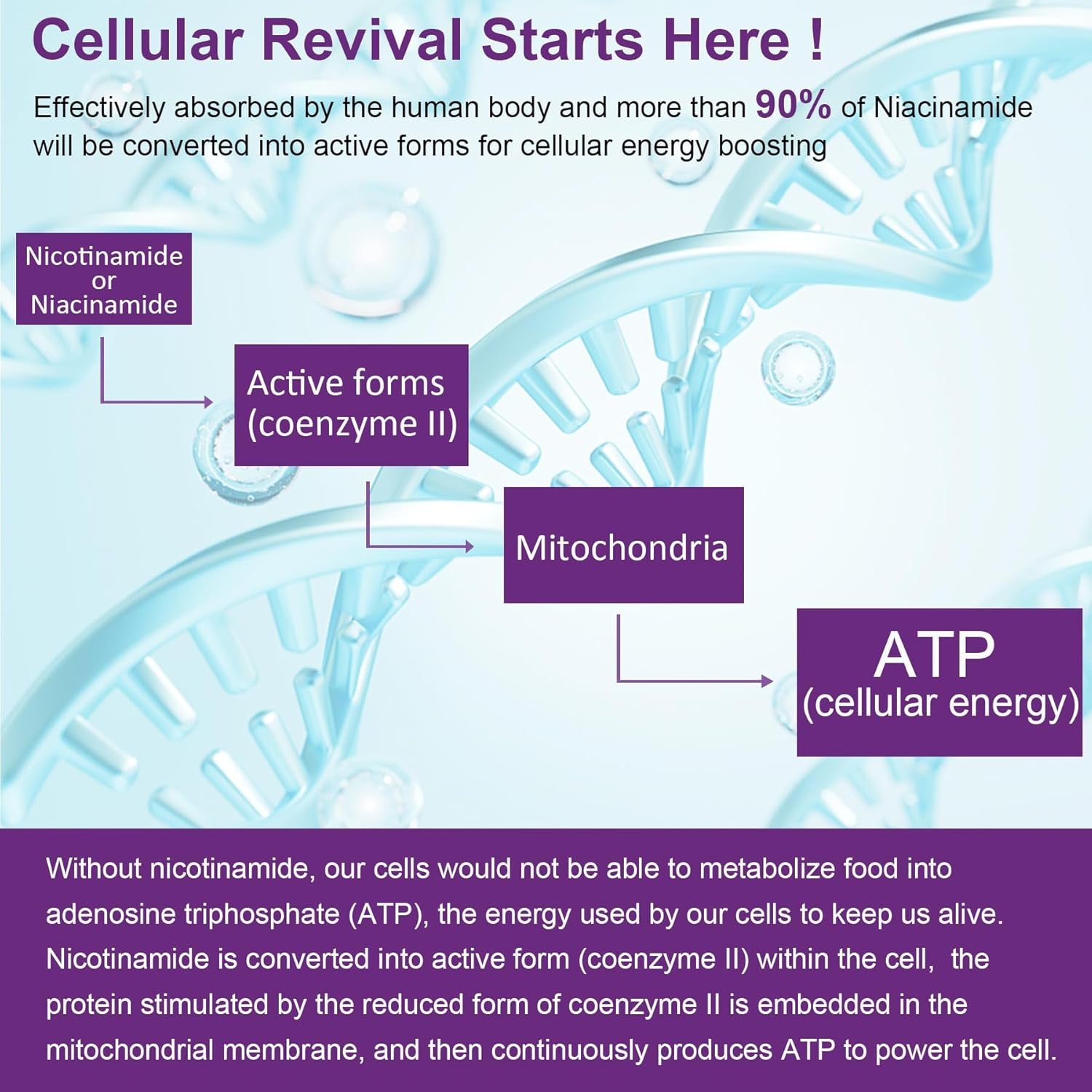 NEVISS Nicotinamide 500Mg Gummies + Marine Algae Calcium Gummies Bundle