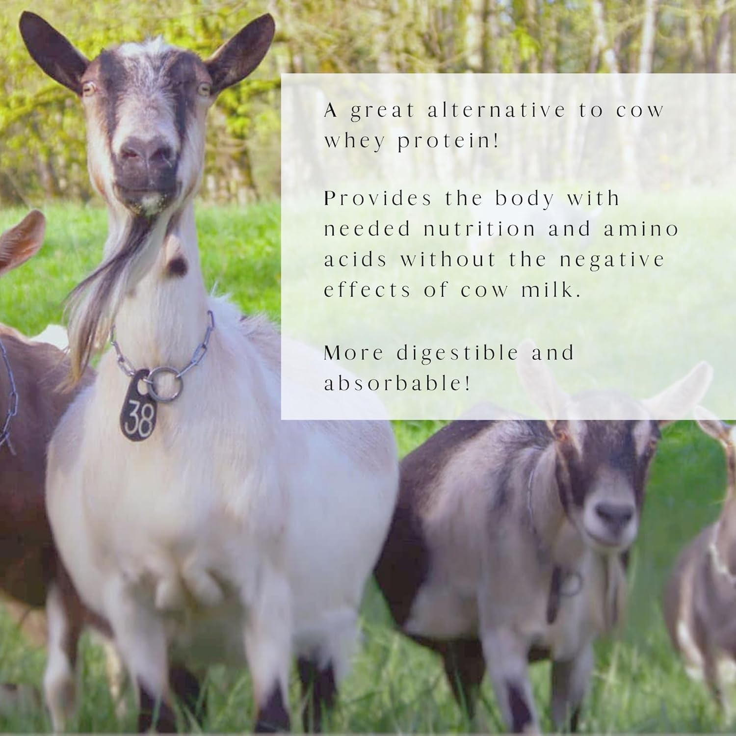 Mt. Capra Goat Whey Protein | Grass-Fed Undenatured Whey Protein Powder from Pastured Goats, High in Branch Chain Amino Acids, Natural Vanilla - 1 Pound 