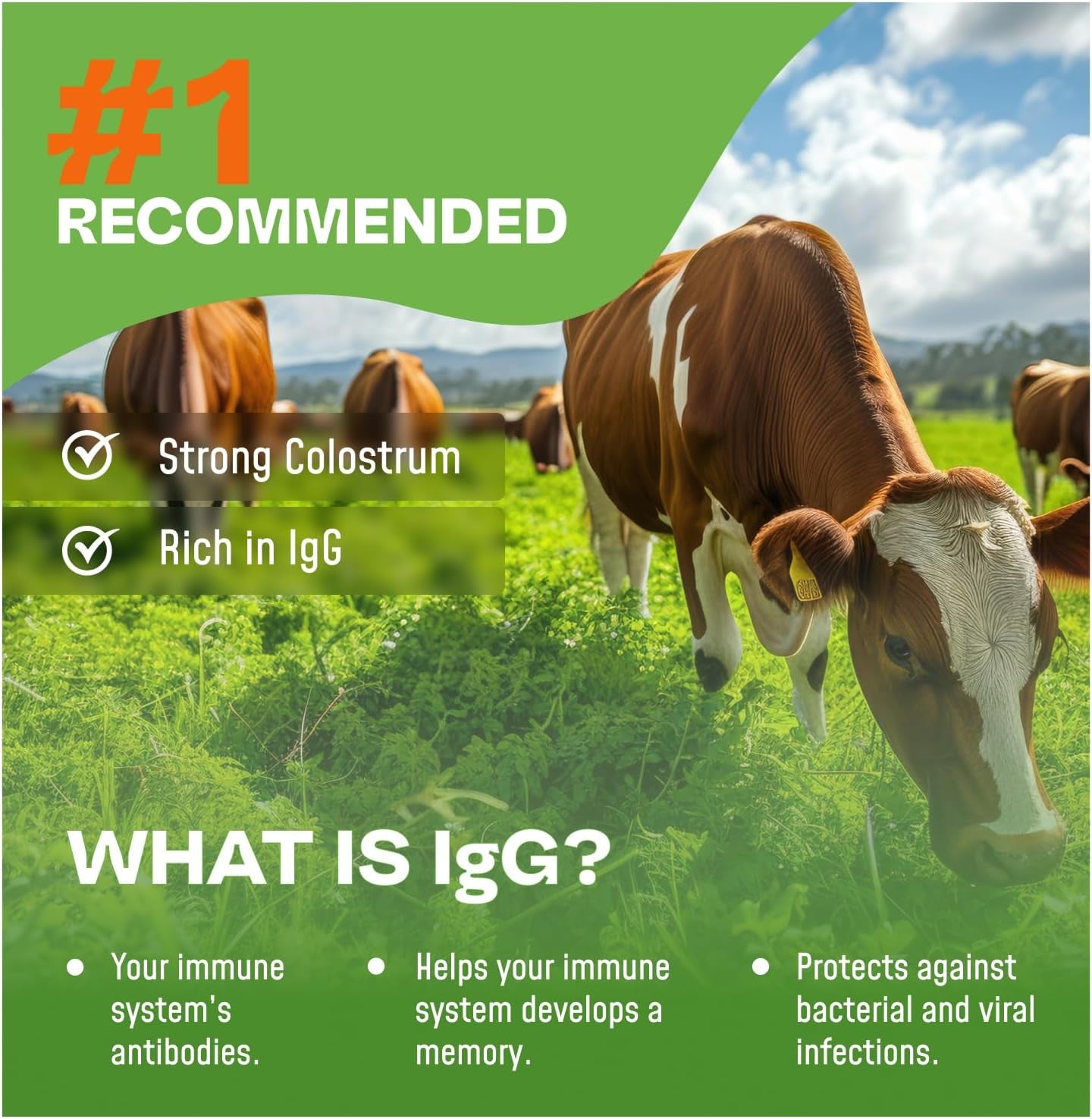 Bovine Colostrum X3 Supplement Powder for Humans, 100% Pure Whole Natural Grass Fed Superfood, High Igg, plus Probiotic & Prebiotic, Natural Peach-Mango Flavor, Made in USA