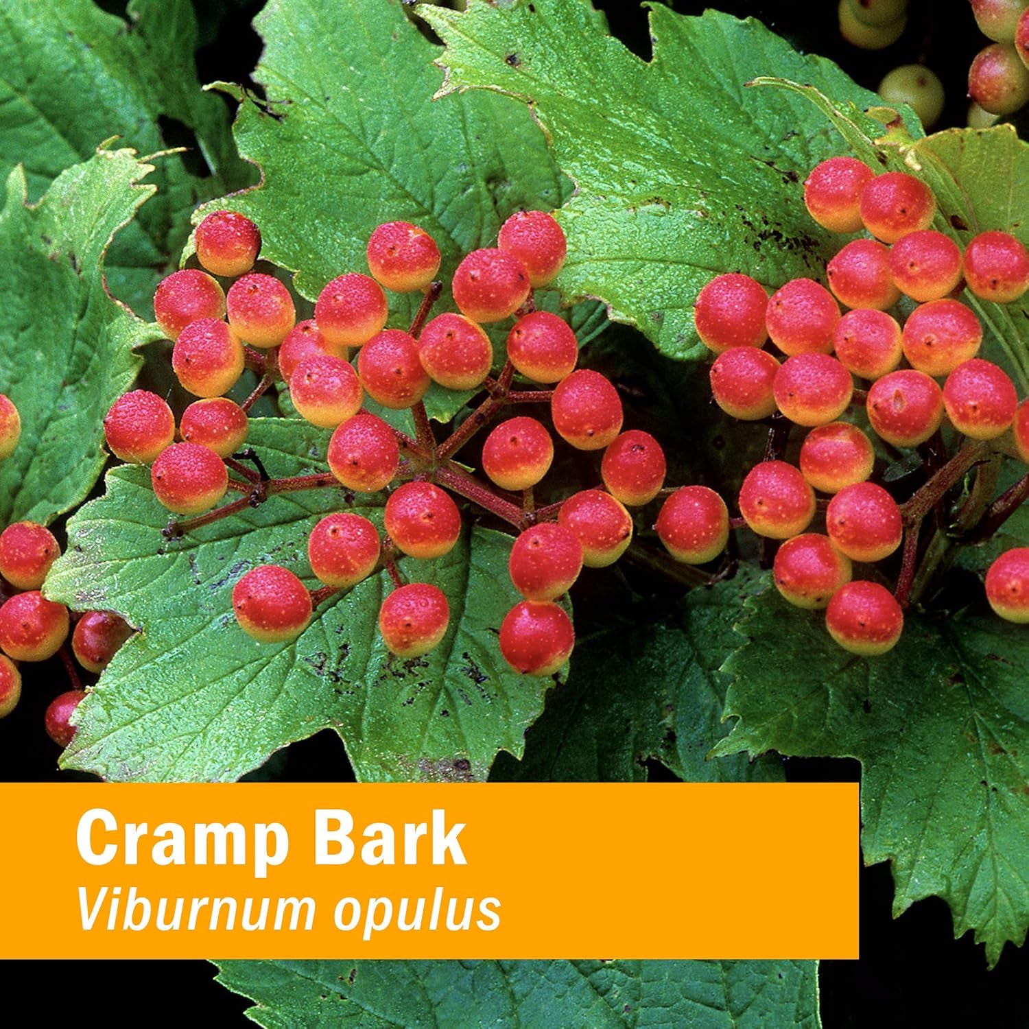 Herb Pharm Cramp Bark Extract for Musculoskeletal Support - 1 Ounce (DCRAMP01)